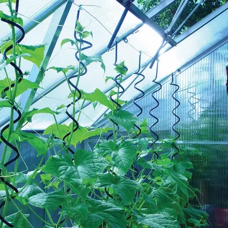 Juliana Plant Spirals